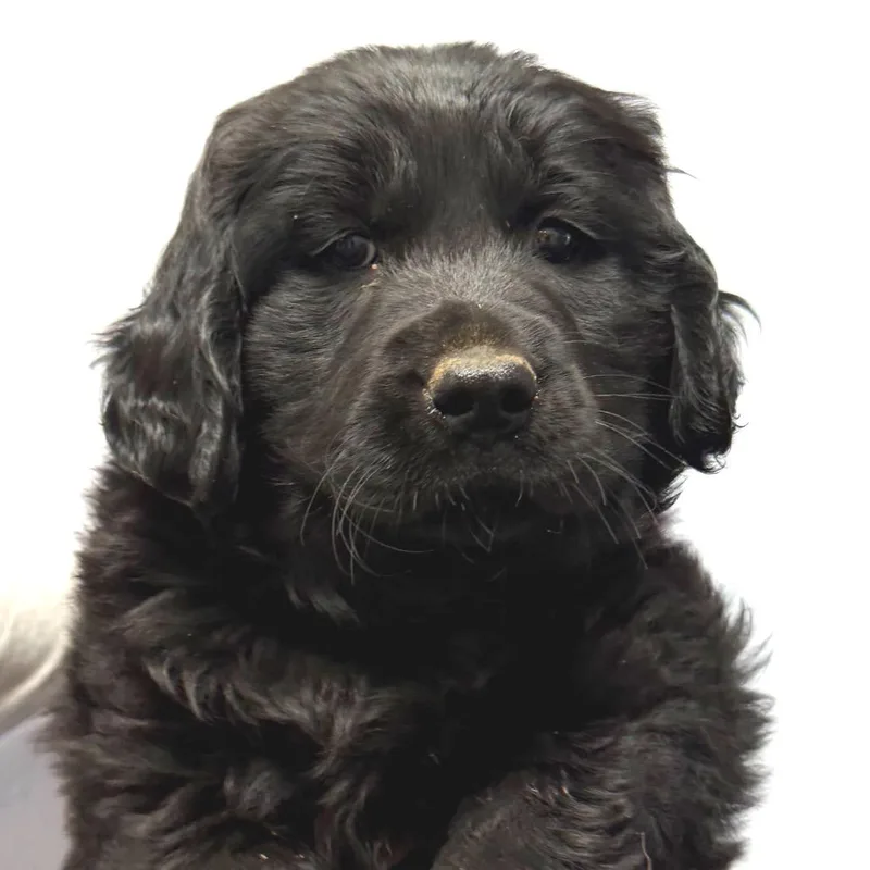 A baby small-sized female Black Golden Retriever dog named Leslie for adoption in Idaho Falls, ID