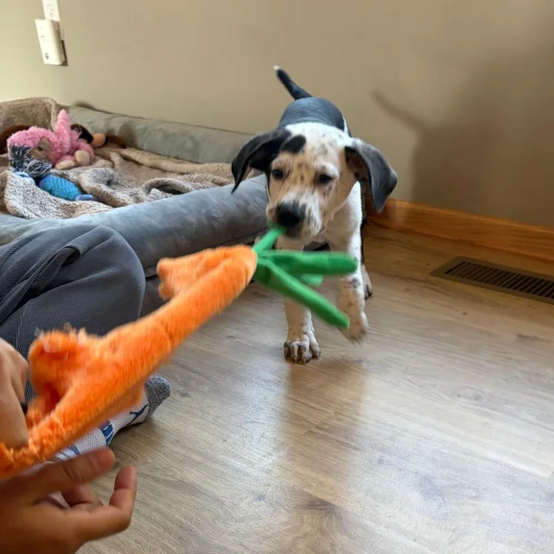 Spanky D thumbnail 6