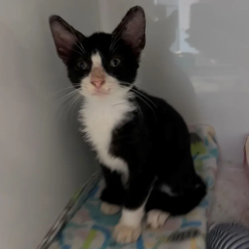 A baby medium-sized female Black & White / Tuxedo Tuxedo cat named Trixie for adoption in Margate, FL