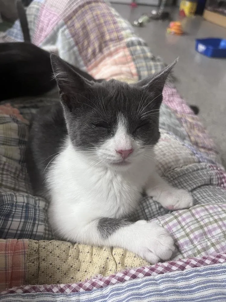 A baby small-sized female Gray & White Domestic Short Hair cat named Anchovy for adoption in Dayton, OH