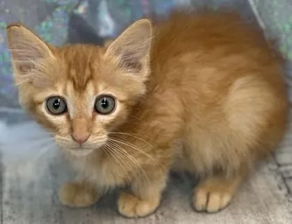 Copper