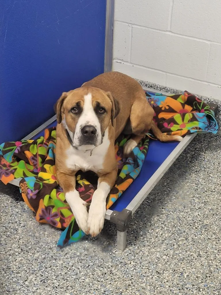 A young large-sized male Saint Bernard dog named Kingston for adoption in Angola, IN