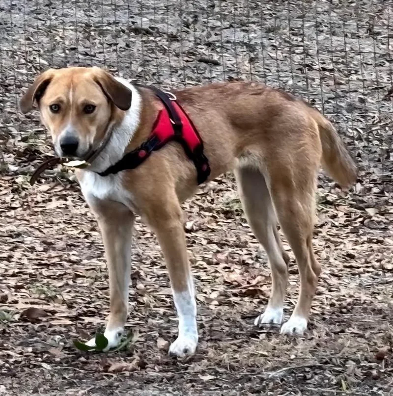 A young medium-sized female Yellow / Tan / Blond / Fawn Foxhound dog named Blondie for adoption in Eustis, FL