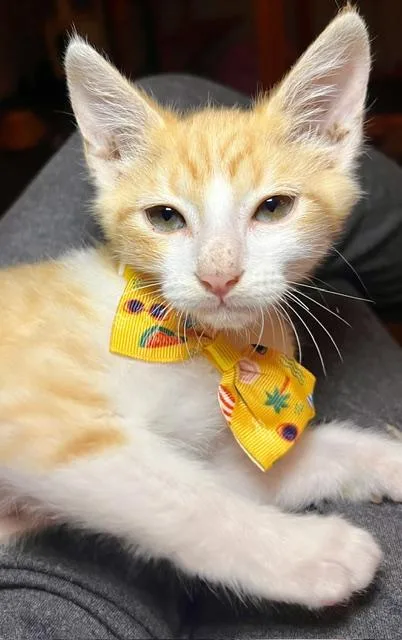 A young medium-sized male American Shorthair cat named Burnett for adoption in Joelton, TN