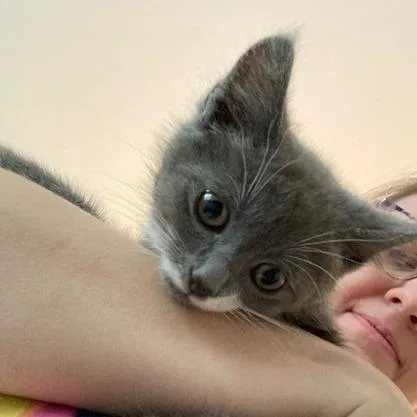 A baby small-sized male Gray / Blue / Silver Domestic Short Hair cat named Foggy for adoption in Winston Salem, NC