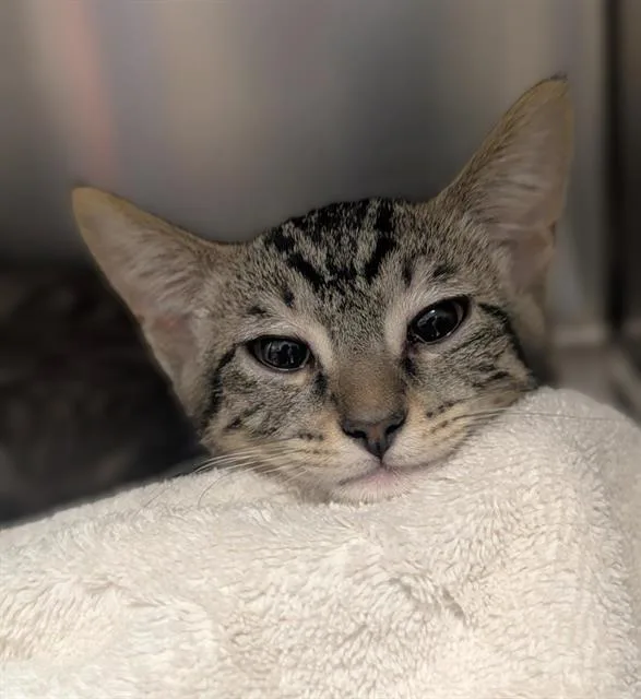 A baby small-sized female Domestic Short Hair cat named Churro for adoption in Sacramento, CA
