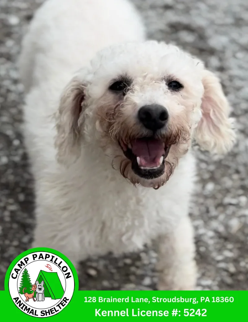 An adult small-sized female Bichon Frise dog named Lorretta for adoption in Stroudsburg, PA