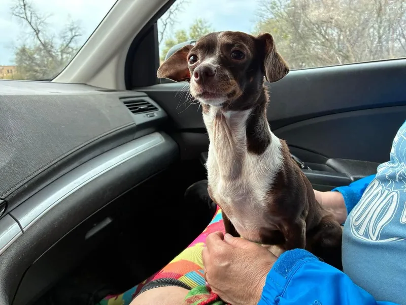A young small-sized male Chihuahua dog named Jefferson for adoption in Covington, TX