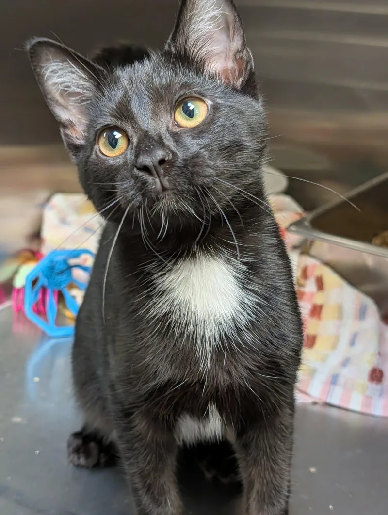 A young medium-sized male Black Domestic Short Hair cat named Tye for adoption in Chambersburg, PA