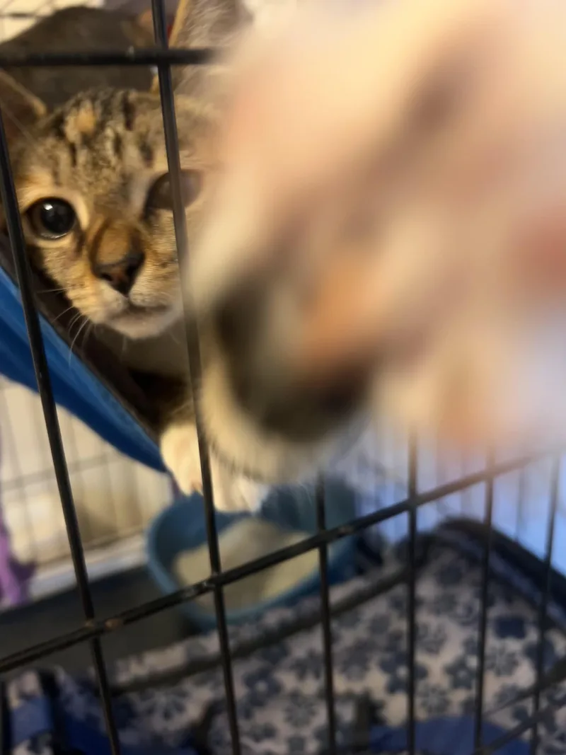 A baby medium-sized female Tabby (Brown / Chocolate) Tabby cat named Cj for adoption in Wilmington, NC