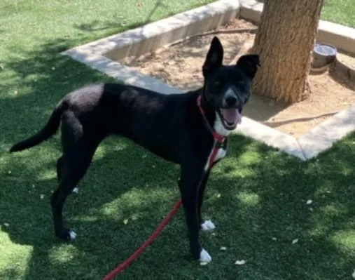 A young medium-sized female Labrador Retriever dog named Minnie for adoption in Chatsworth, CA