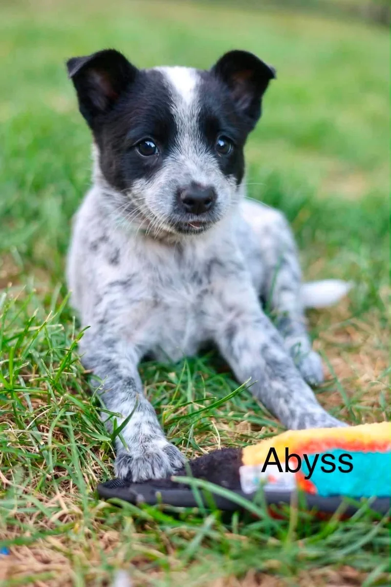 A baby medium-sized female Australian Cattle Dog / Blue Heeler dog named Abyss for adoption in Duluth, MN