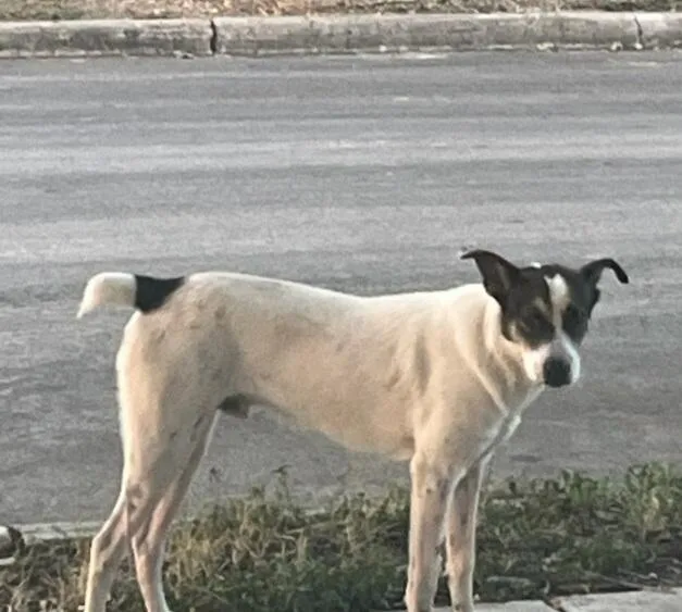 A young medium-sized male Terrier dog named A for adoption in San Antonio, TX
