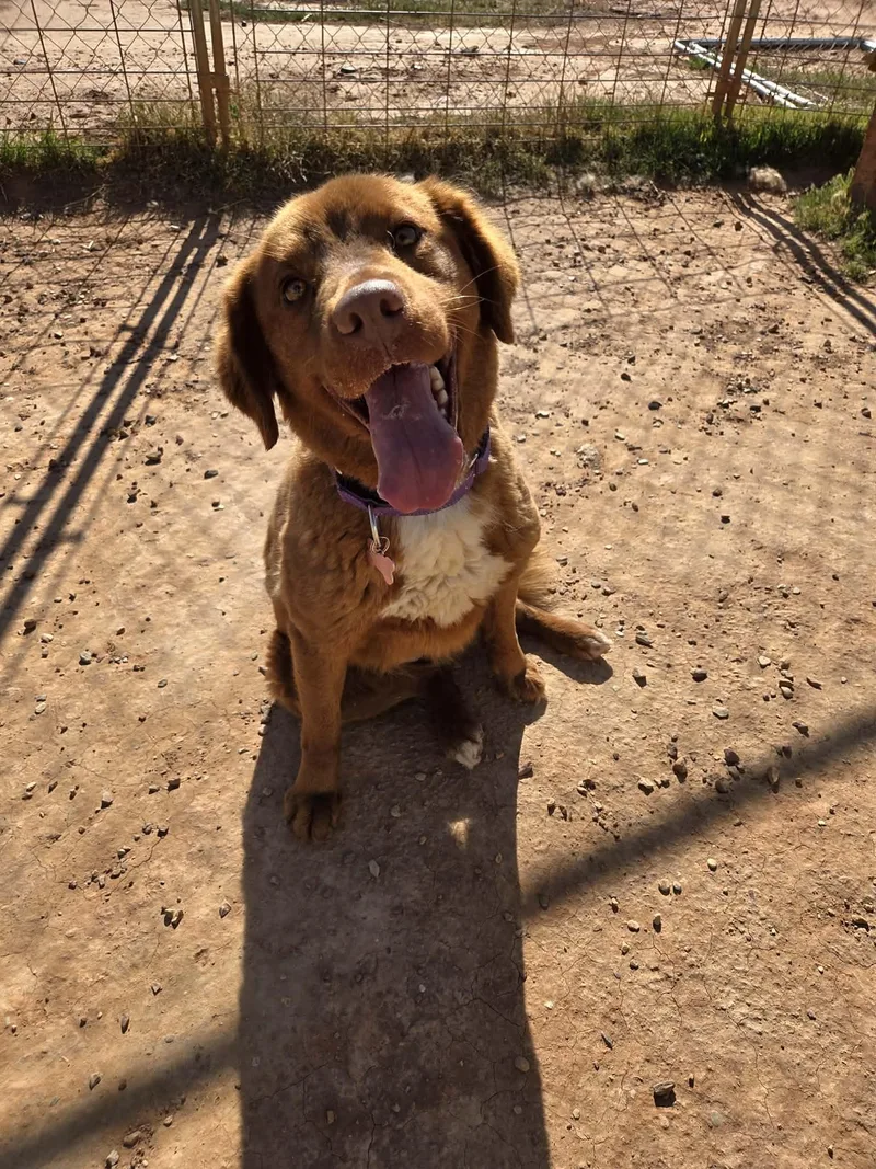 An adult medium-sized female Red / Chestnut / Orange Nova Scotia Duck Tolling Retriever dog named Bailey for adoption in Roosevelt, UT