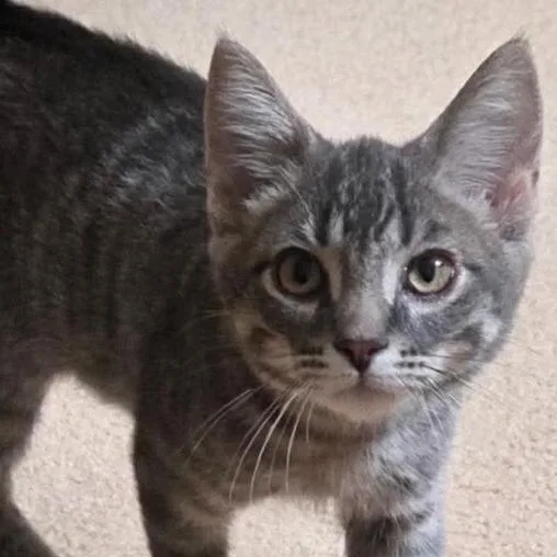 A young small-sized male Gray / Blue / Silver Domestic Short Hair cat named Bellamy for adoption in Coralville, IA