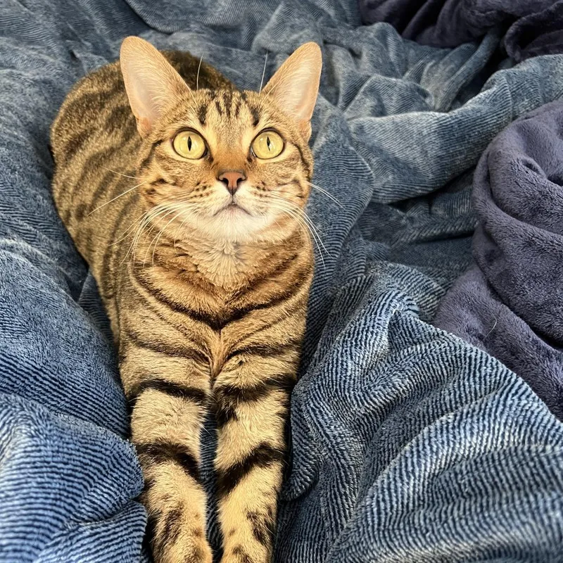 An adult small-sized female Brown / Chocolate Domestic Short Hair cat named Penni C for adoption in Princeton, MN