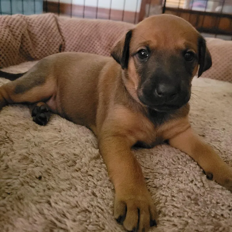 A baby small-sized female Brown / Chocolate Labrador Retriever dog named Brenda Lee for adoption in Austin, TX