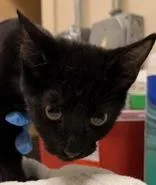 A baby medium-sized male Black Domestic Short Hair cat named Mr. Dot for adoption in Redmond, OR