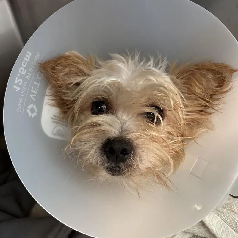 An adult small-sized male Yellow / Tan / Blond / Fawn Mixed Breed dog named Terrance for adoption in Leander, TX