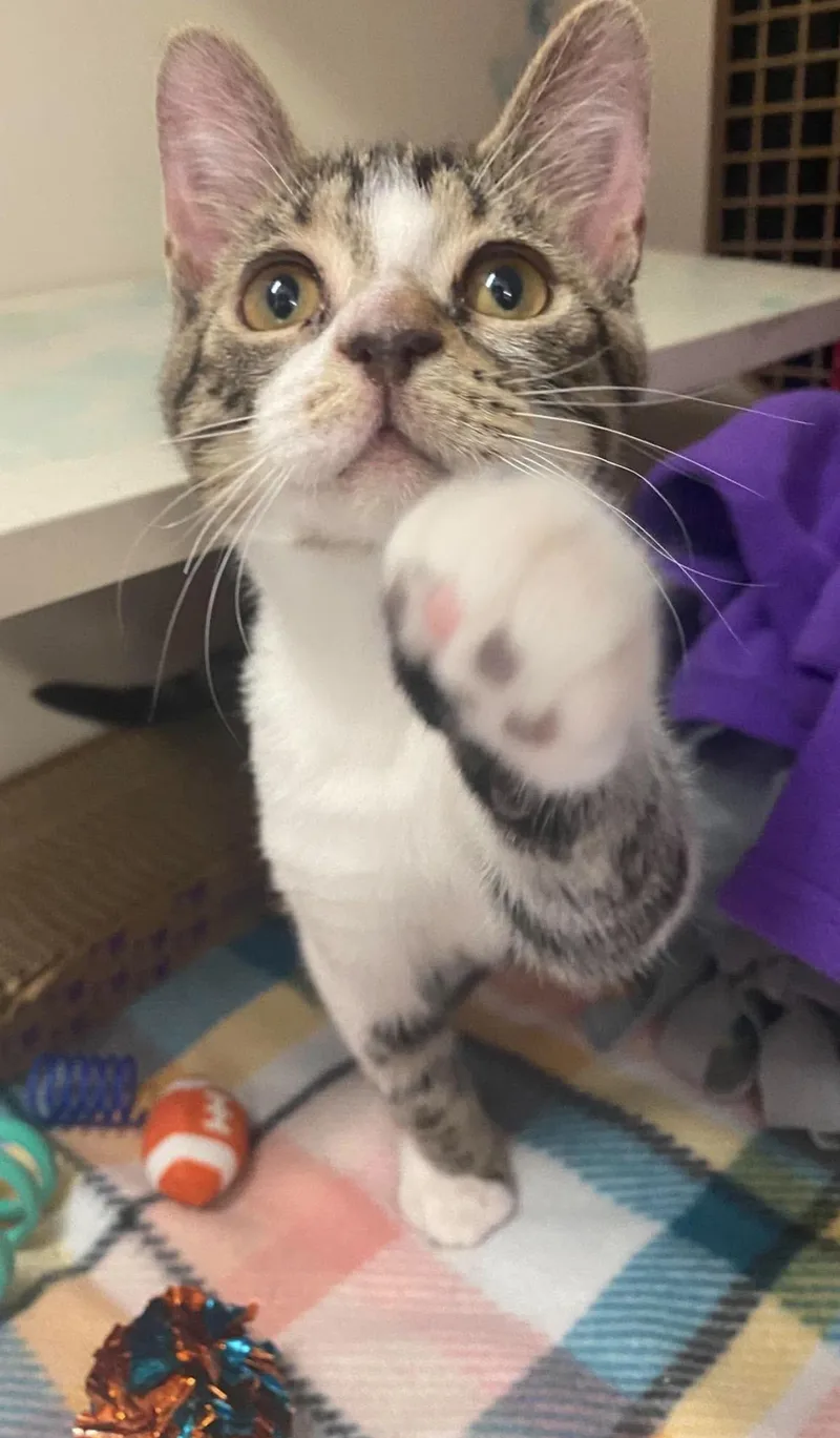 A baby small-sized male Domestic Short Hair cat named Champagne toast for adoption in Lockport, IL