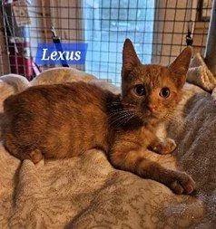 Lexus