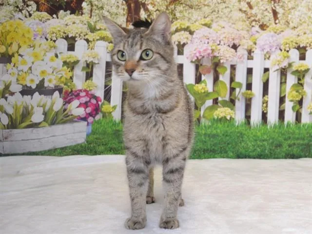 A young small-sized female Abyssinian cat named Reba for adoption in Oroville, CA