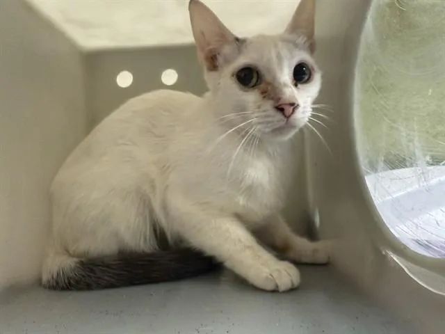 An adult small-sized male Domestic Short Hair cat named Oswald for adoption in Riverside, CA