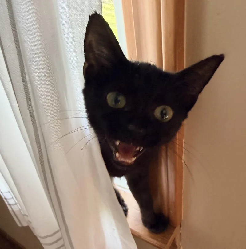 A baby medium-sized male Black Domestic Short Hair cat named Waldo for adoption in Maineville, OH
