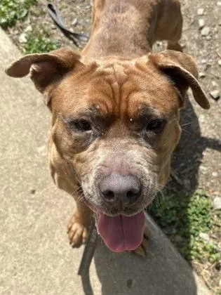 An adult large-sized male Mixed Breed dog named Easten for adoption in West Chester, PA