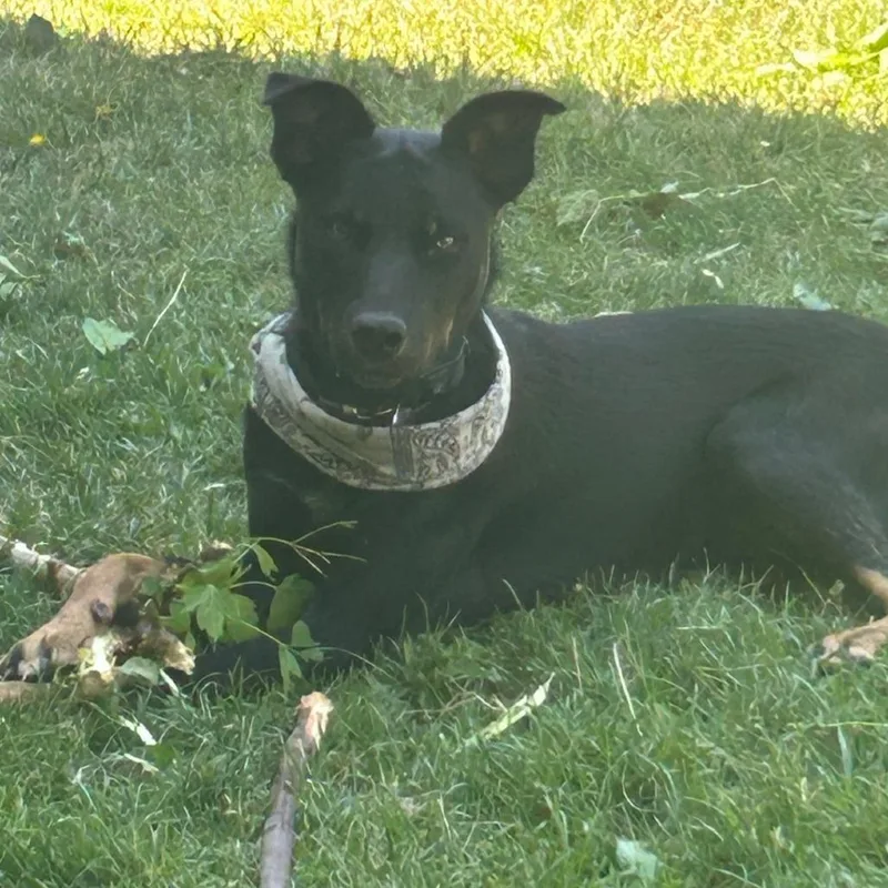 Midnight thumbnail 2