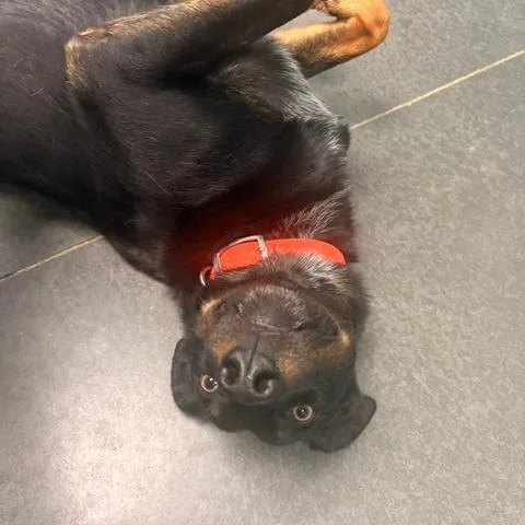 Midnight thumbnail 3