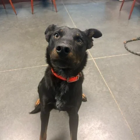 Midnight thumbnail 4