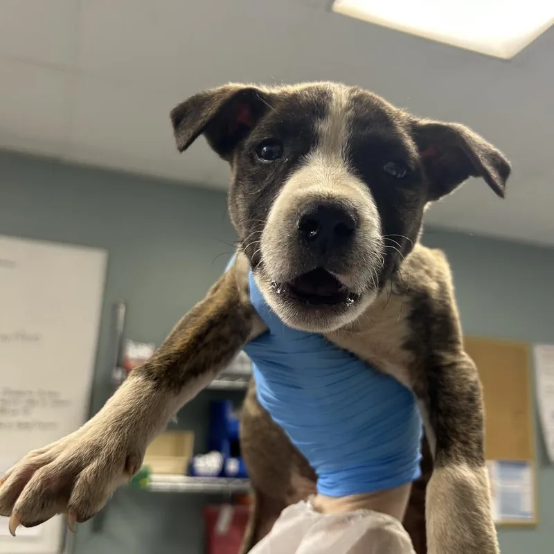 A baby small-sized male Brown / Chocolate American Staffordshire Terrier dog named Oswald for adoption in Greenville, SC