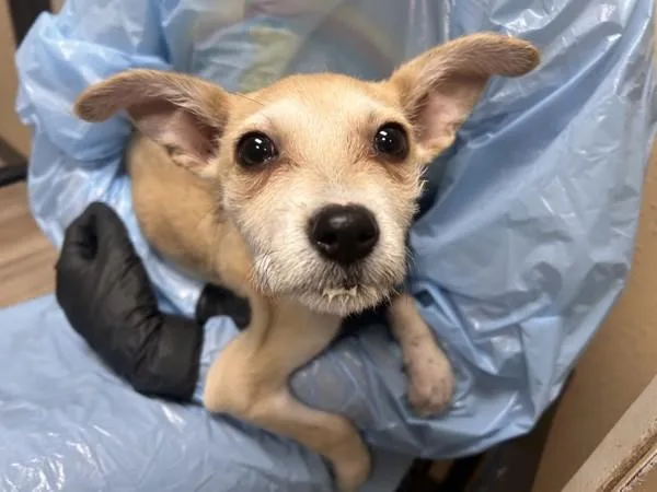 A baby small-sized female Chihuahua dog named Girly Pop for adoption in Oceanside, CA