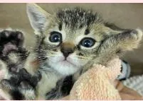 A baby medium-sized male Domestic Short Hair cat named Rain for adoption in West Chester, PA