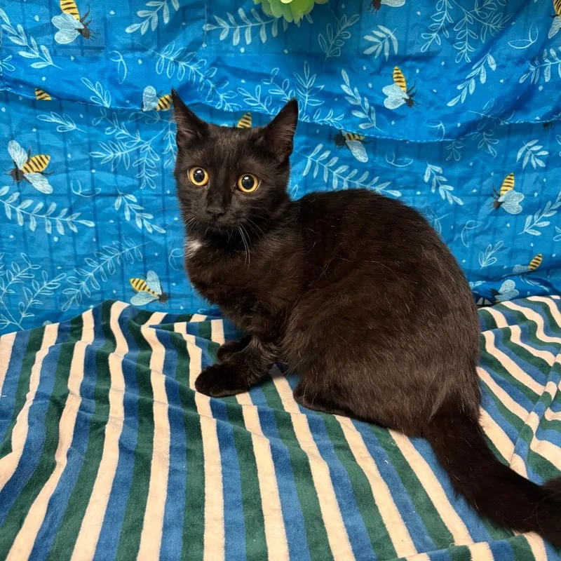 Morgana