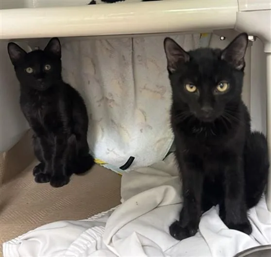 A baby medium-sized female Domestic Short Hair cat named Doritos for adoption in Boston, MA