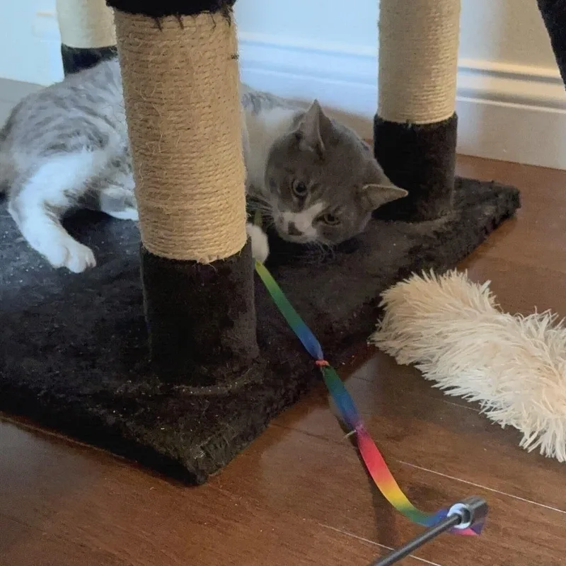 An adult medium-sized male Gray & White Domestic Short Hair cat named Tom for adoption in Wilsonville, OR