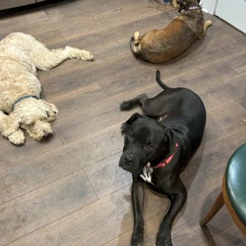 An adult large-sized male Pit Bull Terrier dog named Howie for adoption in Roswell, GA