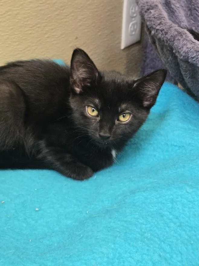 A baby small-sized female Black Domestic Short Hair cat named Tilly for adoption in New Rochelle, NY