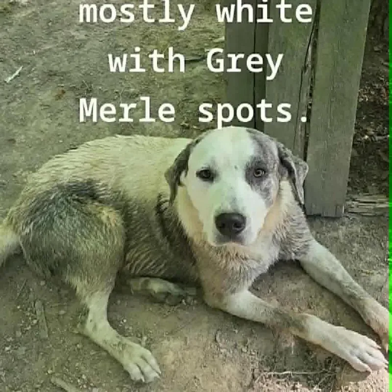 A young medium-sized female White / Cream Labrador Retriever dog named Flo for adoption in Columbia Station, OH