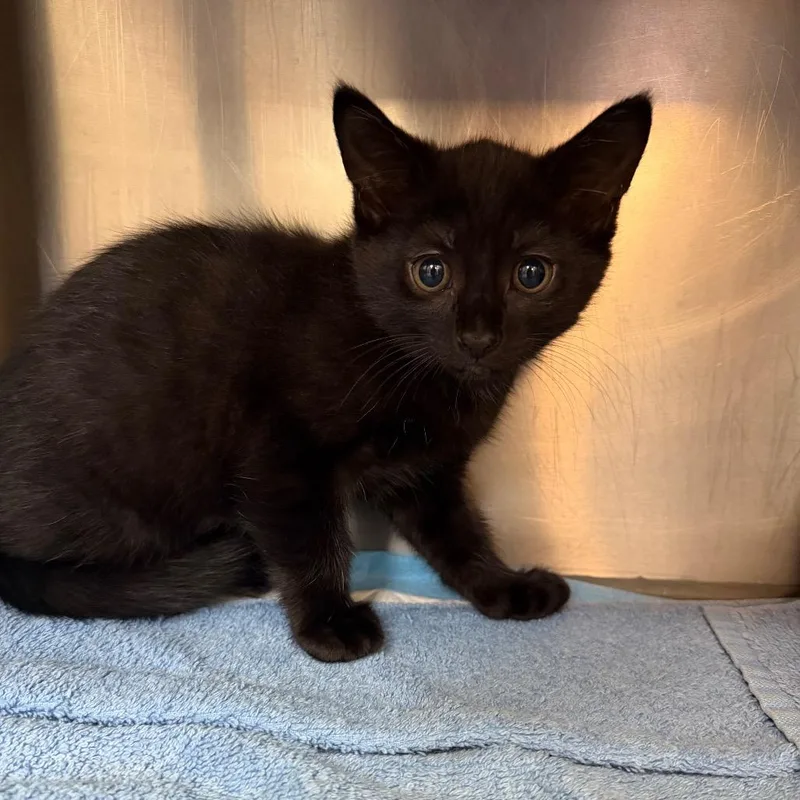 A baby small-sized female Domestic Short Hair cat named Fleece for adoption in Perkiomenville, PA