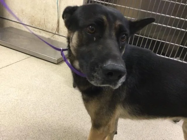 A young medium-sized male German Shepherd Dog dog named Baby for adoption in Riverside, CA
