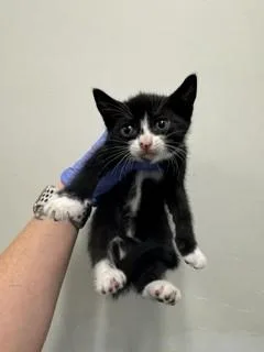 A baby small-sized female Domestic Short Hair cat named Cupcake for adoption in Miami, FL