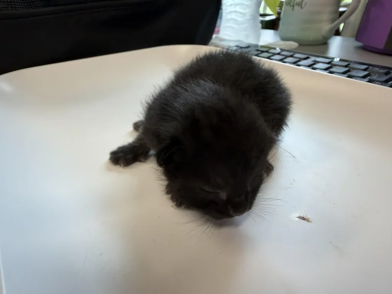 A baby medium-sized female Black American Shorthair cat named P.j for adoption in Boonville, MO