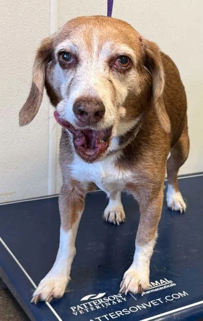 A senior medium-sized female Beagle dog named Blondie for adoption in Bowling Green, KY