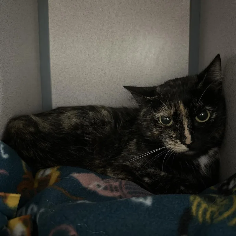 An adult medium-sized female Tortoiseshell Domestic Short Hair cat named Cookie for adoption in Evansville, IN