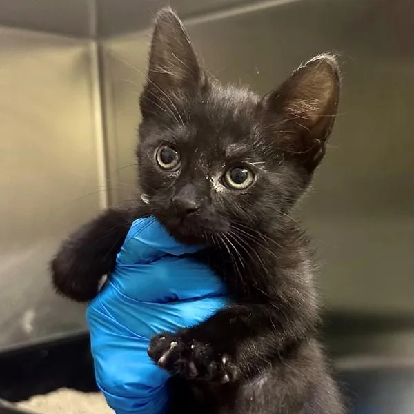 A baby medium-sized male Domestic Short Hair cat named Fez for adoption in Walnut Creek, CA