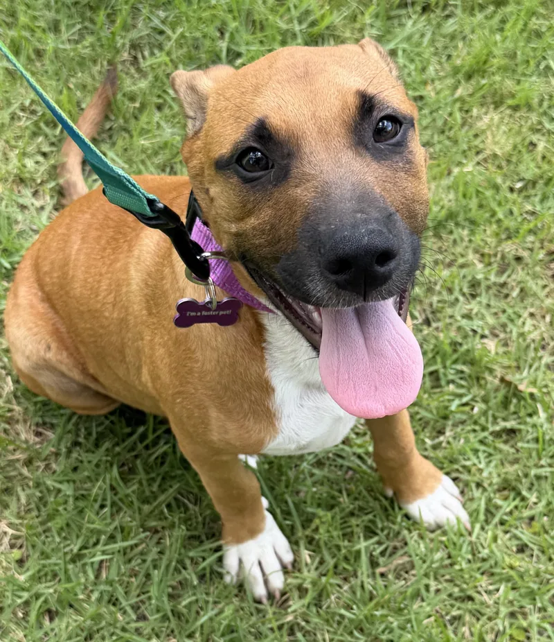 A baby medium-sized male Brown / Chocolate Boxer dog named Hickory for adoption in Bryan, TX