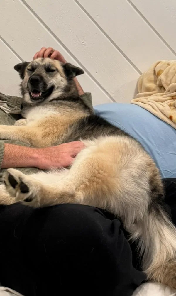 An adult large-sized female Siberian Husky dog named Nala for adoption in San Diego, CA